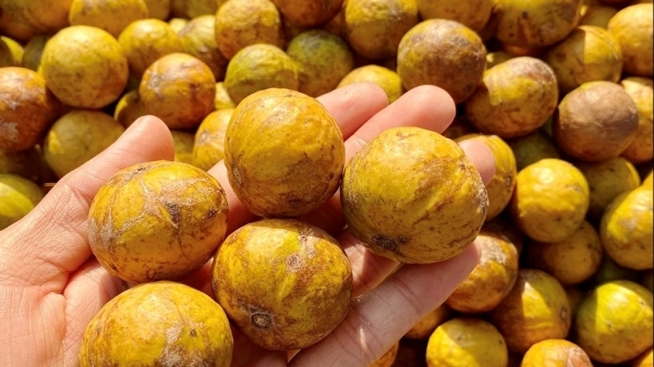 Sấu chín - một món quà thu Hà Nội gây lưu luyến Sấu chín - một món quà thu Hà Nội gây lưu luyến