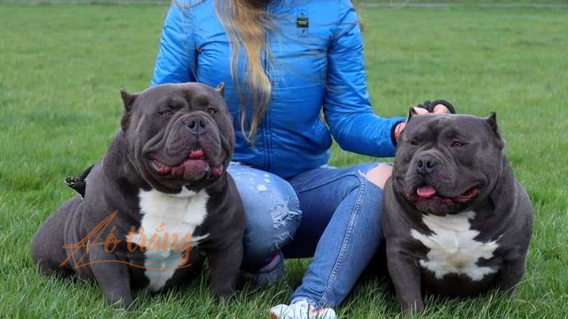 Giống Bully Mỹ cỡ lớn (Ảnh minh hoạ)