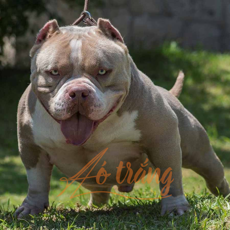 Chính phủ Anh tuyên bố sẽ cấm giống chó Bully Mỹ cỡ XL vào cuối năm nay vì nó là "mối nguy hiểm cho cộng đồng".