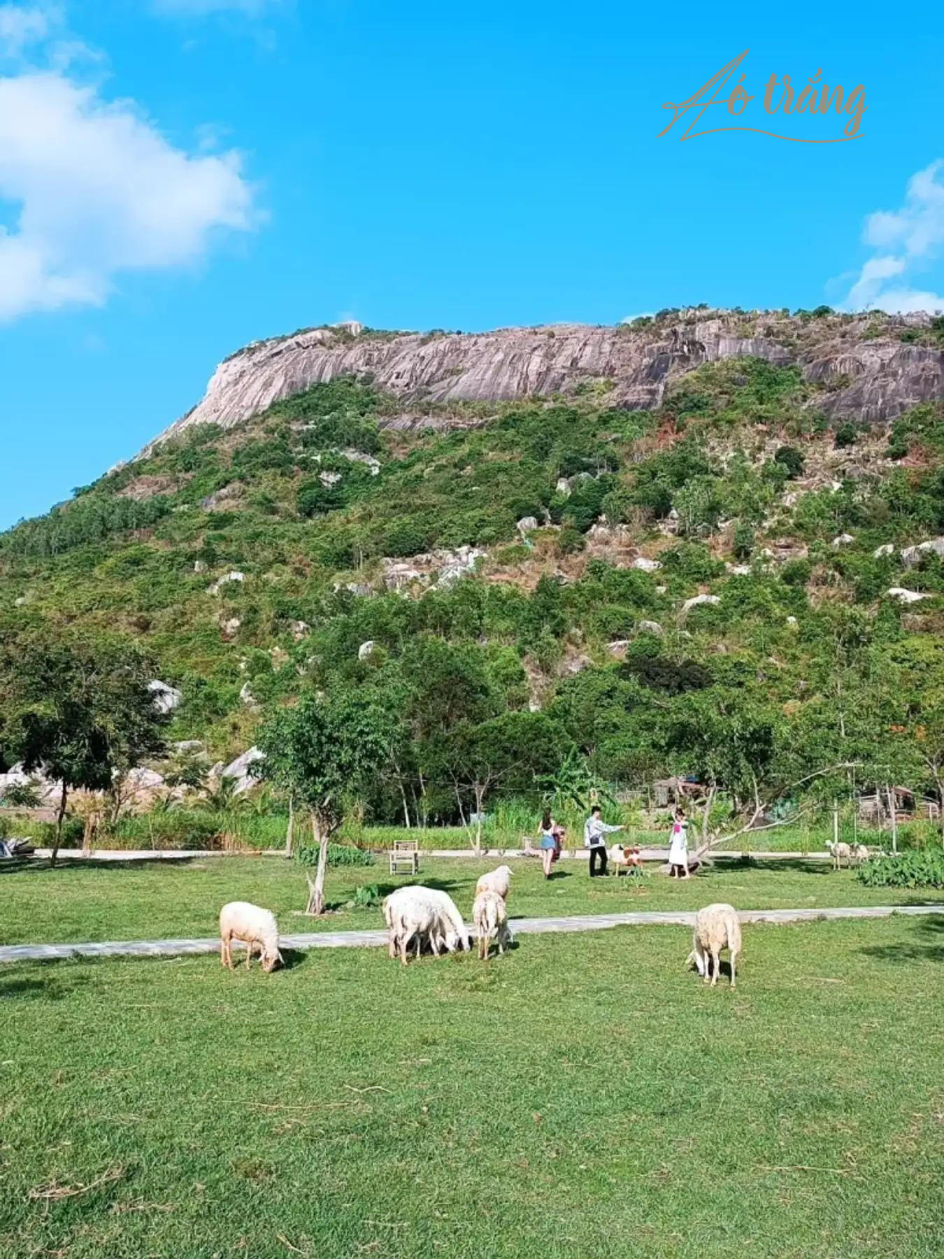 Đàn cừu đang thong dong gặm cỏ Đàn cừu đang thong dong gặm cỏ