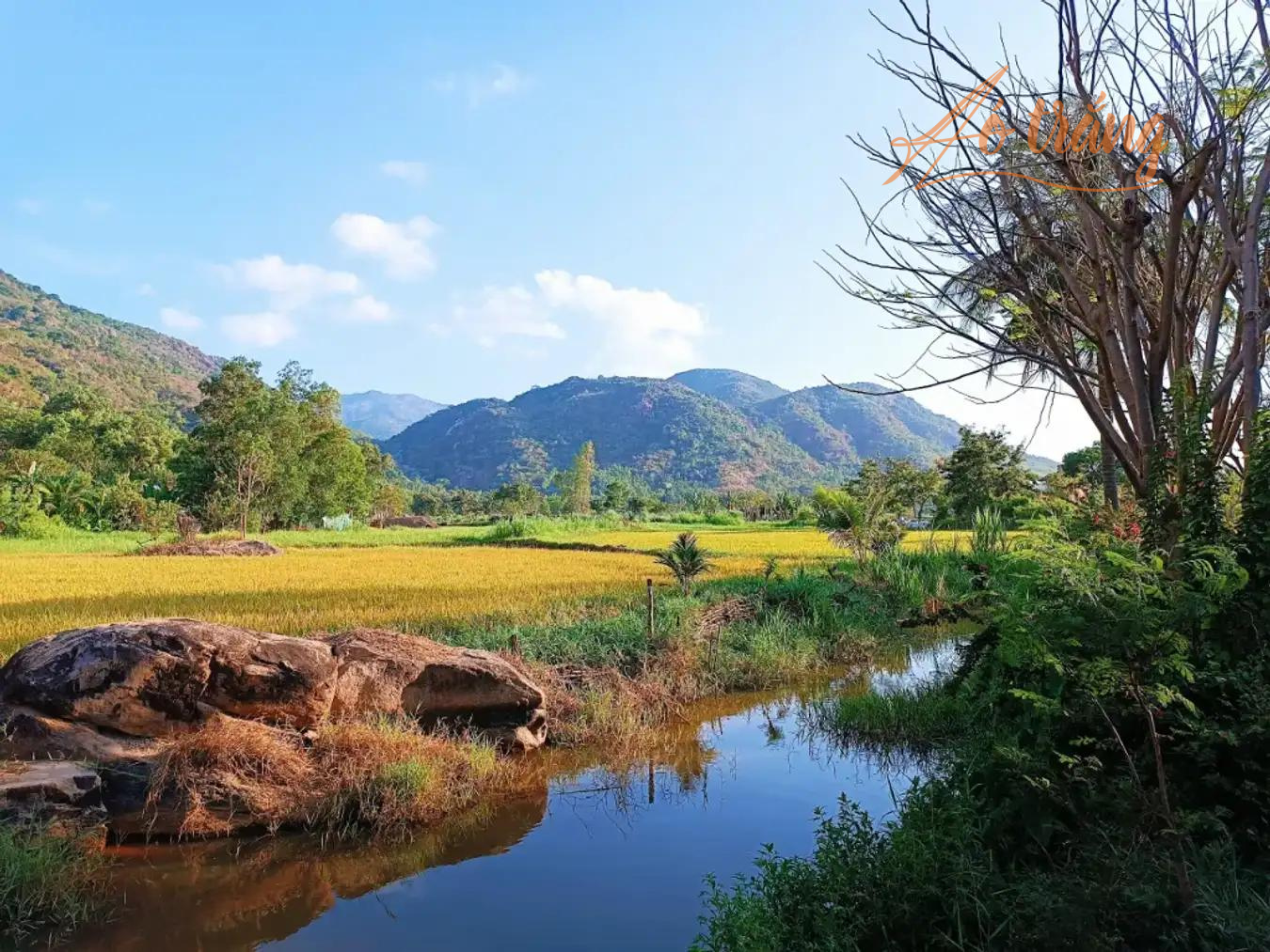 Đồng lúa vàng ở đồng cừu Suối Tiên Đồng lúa vàng ở đồng cừu Suối Tiên
