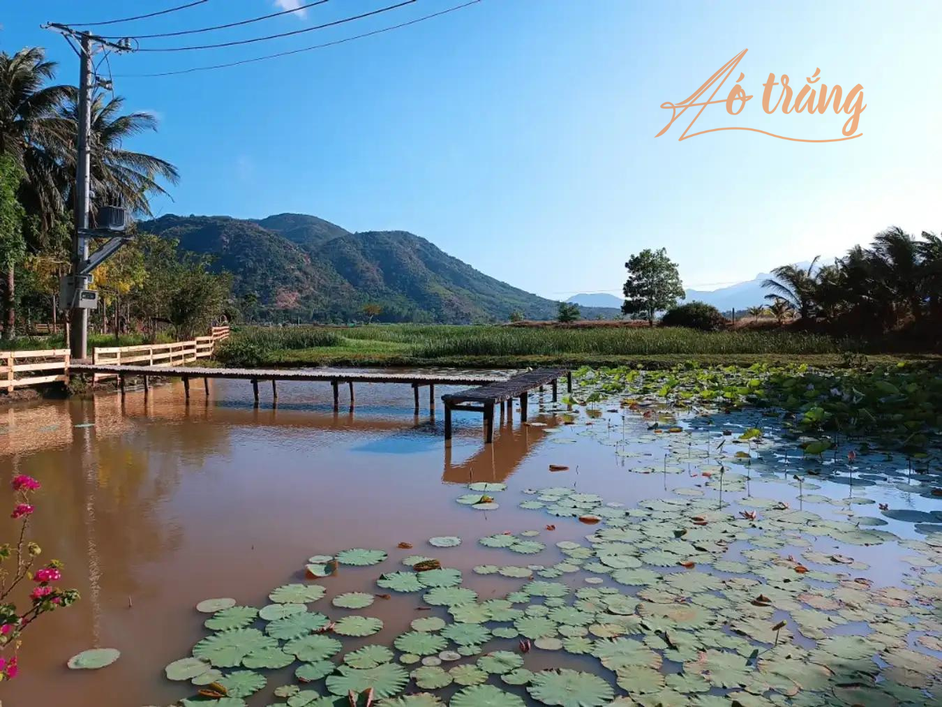 Đồng hoa súng Đồng hoa súng