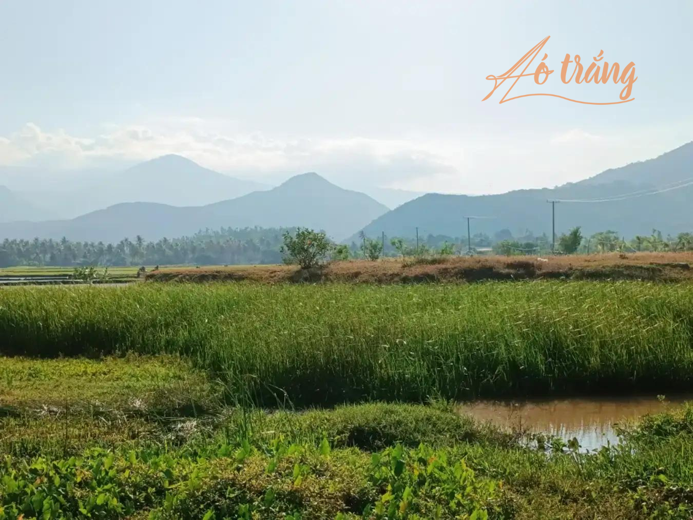 Khung cảnh yên bình xung quanh đồng cừu Suối Tiên Khung cảnh yên bình xung quanh đồng cừu Suối Tiên