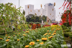 Đường hoa Home Hanoi Xuan 2024 có sự góp mặt của hàng ngàn cánh hoa cùng khoe sắc thắm