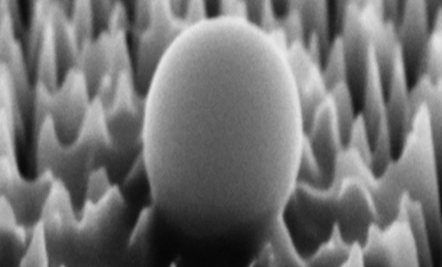 Một virus trên bề mặt vật liệu có gai nano khi được phóng đại 65.000 lầnẢnh: RMIT