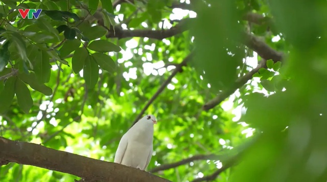 Hòa bình là điều chúng ta tìm kiếm