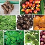 Loại cây ăn quả quen thuộc ở Việt Nam chứa chất chống ung thư
