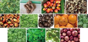 Loại cây ăn quả quen thuộc ở Việt Nam chứa chất chống ung thư