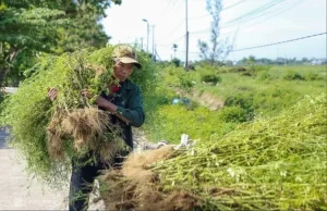Người dân Quảng Nam nhổ cây hoa khóm - cây thuốc nam để bán đun nước uống dịp Tết Đoan Ngọ, năm 2024. Ảnh: Đắc Thành