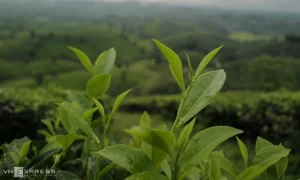 8 loại trà bạn nên uống thường xuyên