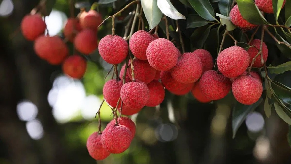 Vải Trung Quốc 700.000 đồng/kg trồng cầu kỳ thế nào?