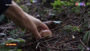 Cảnh báo nguy hiểm khi ăn phải nấm độc “đội lốt” nấm rừng