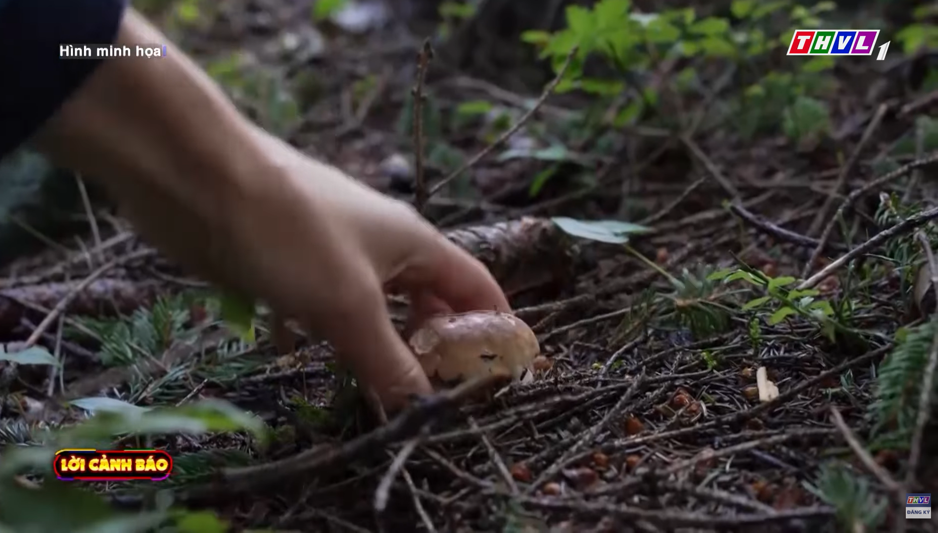 Cảnh báo nguy hiểm khi ăn phải nấm độc “đội lốt” nấm rừng