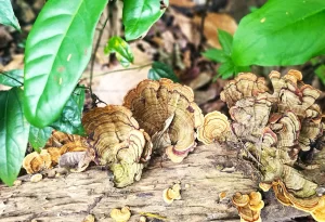 Những cây nấm