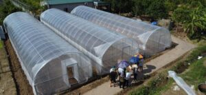 Vật liệu nhà kính hỗ trợ điều tiết ánh sáng và bảo vệ cây trồng trước những yếu tố bất lợi từ môi trường. nông nghiệp